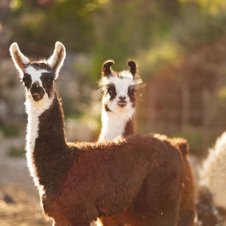 Вилла Alpaca Farm - חוות האלפקות Мицпе-Рамон Экстерьер фото