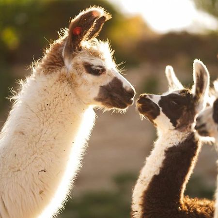 Вилла Alpaca Farm - חוות האלפקות Мицпе-Рамон Экстерьер фото