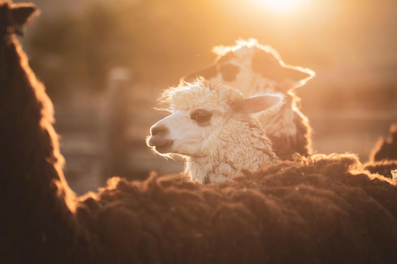 Вилла Alpaca Farm - חוות האלפקות Мицпе-Рамон Экстерьер фото