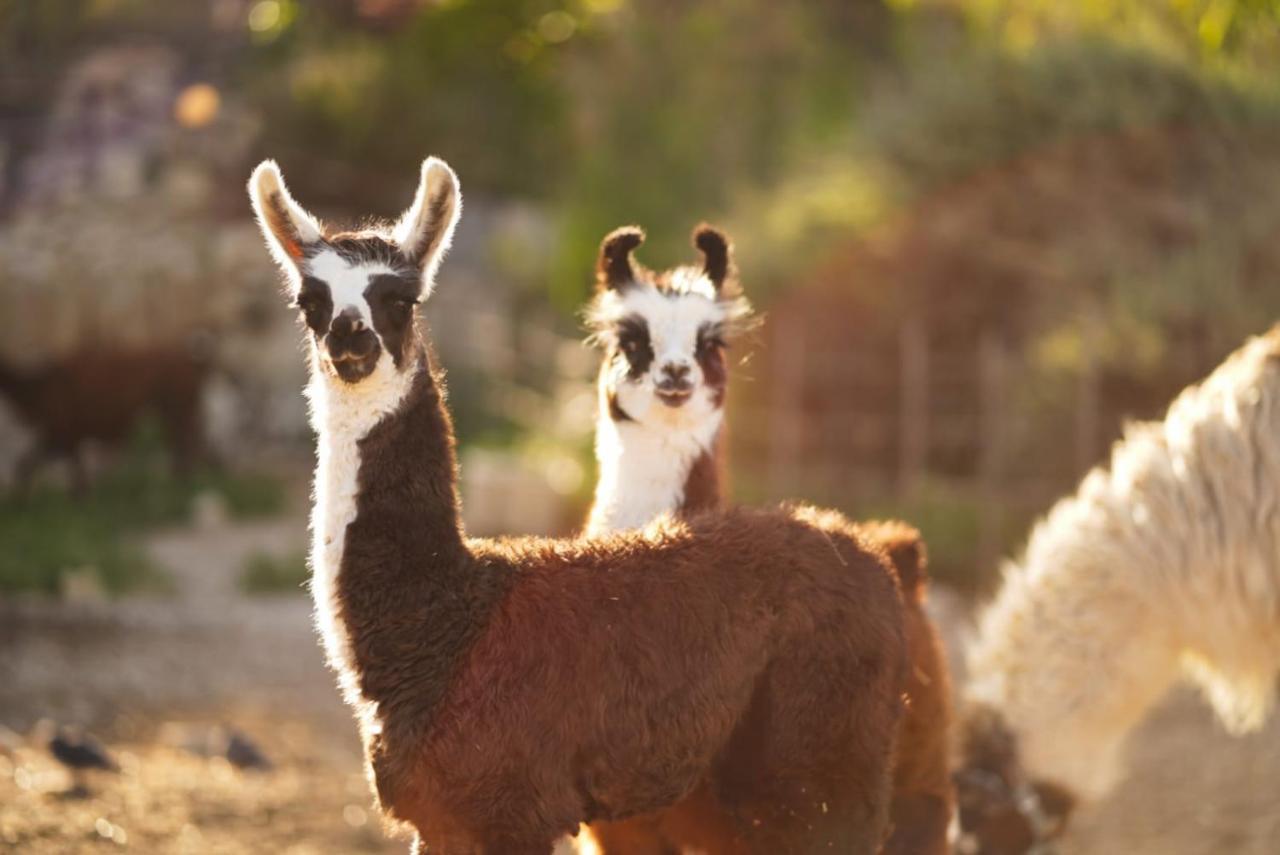 Вилла Alpaca Farm - חוות האלפקות Мицпе-Рамон Экстерьер фото