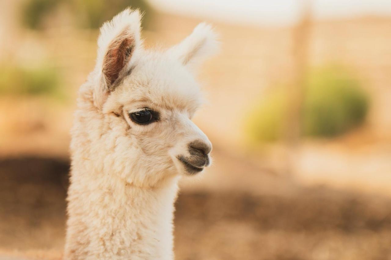 Вилла Alpaca Farm - חוות האלפקות Мицпе-Рамон Экстерьер фото