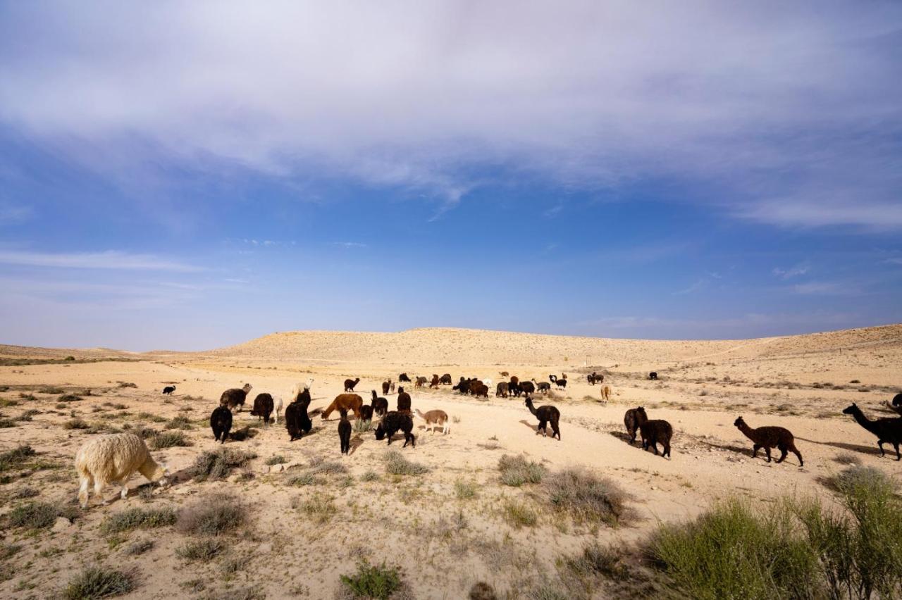 Вилла Alpaca Farm - חוות האלפקות Мицпе-Рамон Экстерьер фото