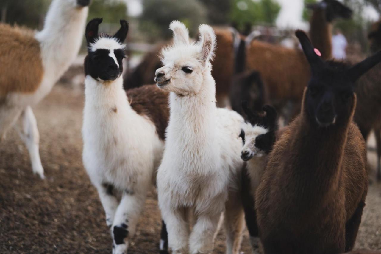 Вилла Alpaca Farm - חוות האלפקות Мицпе-Рамон Экстерьер фото