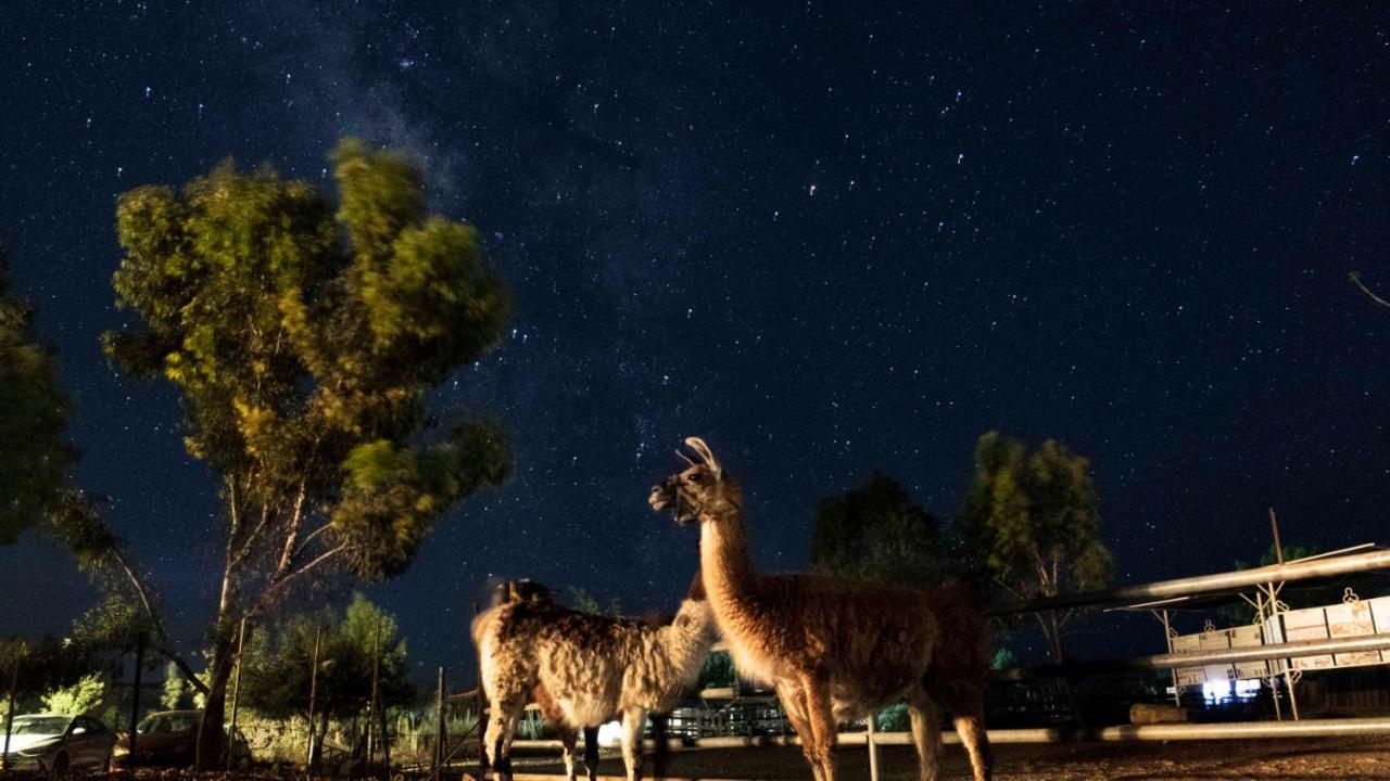 Вилла Alpaca Farm - חוות האלפקות Мицпе-Рамон Экстерьер фото