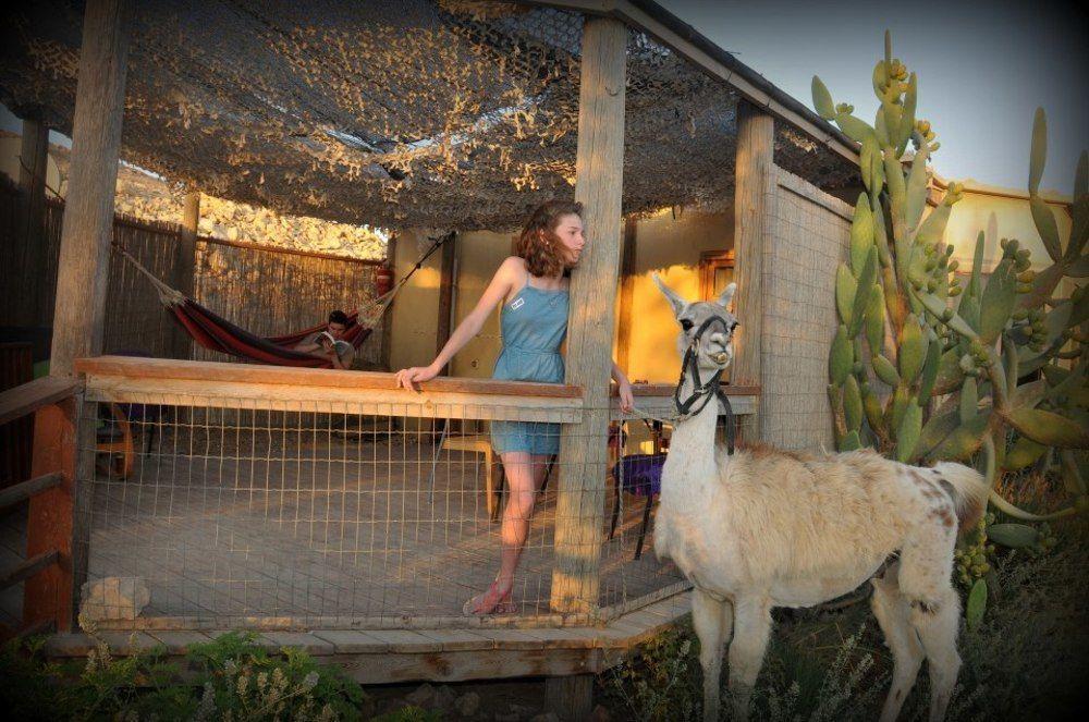 Вилла Alpaca Farm - חוות האלפקות Мицпе-Рамон Экстерьер фото