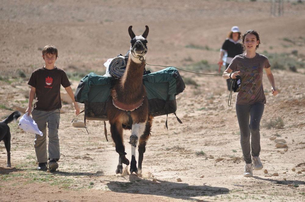 Вилла Alpaca Farm - חוות האלפקות Мицпе-Рамон Экстерьер фото