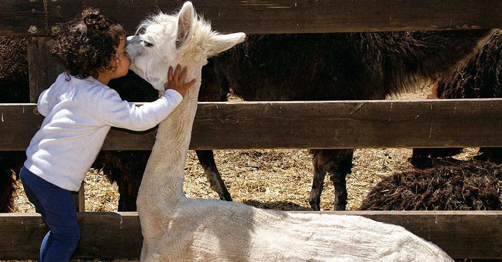 Вилла Alpaca Farm - חוות האלפקות Мицпе-Рамон Экстерьер фото