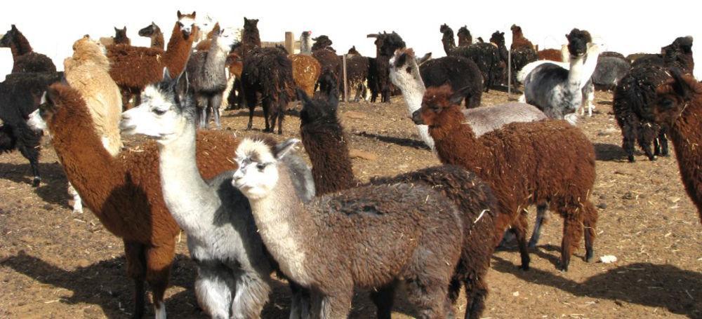 Вилла Alpaca Farm - חוות האלפקות Мицпе-Рамон Экстерьер фото