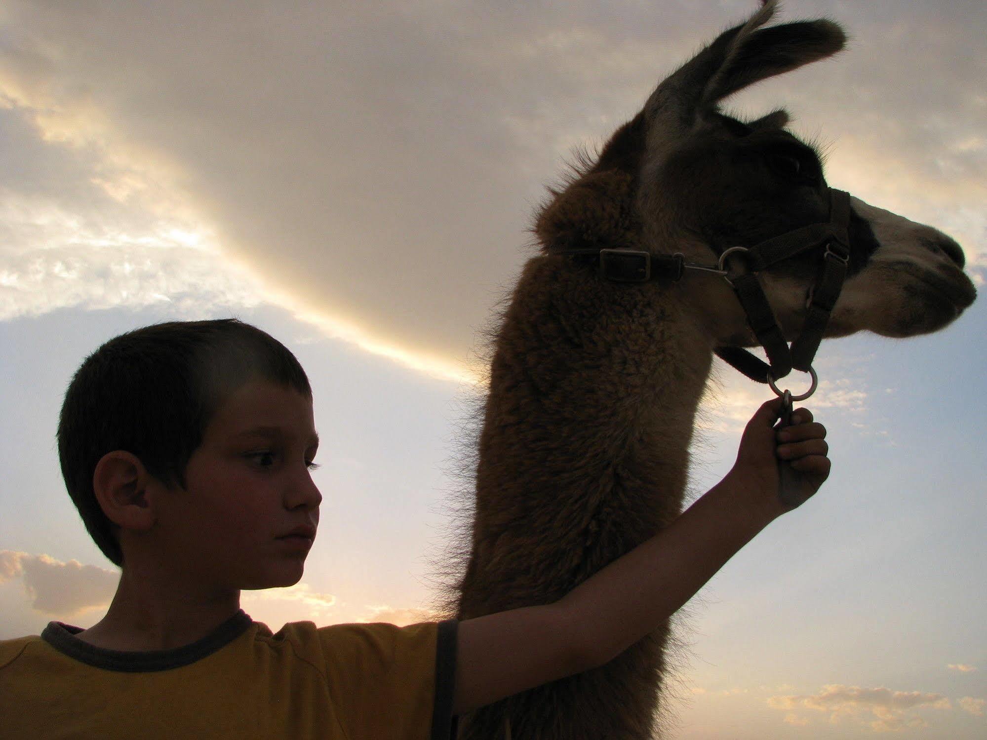 Вилла Alpaca Farm - חוות האלפקות Мицпе-Рамон Экстерьер фото