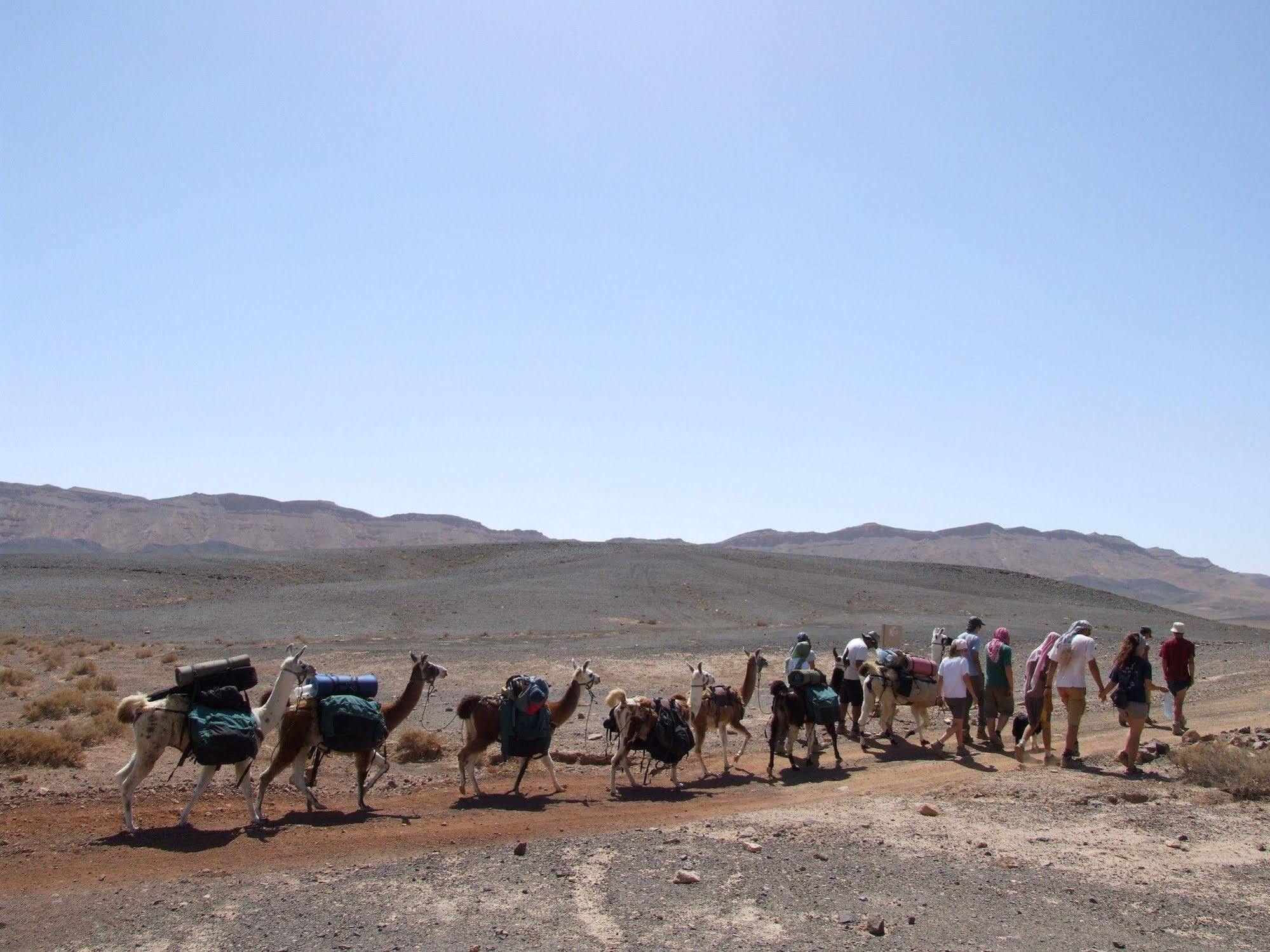 Вилла Alpaca Farm - חוות האלפקות Мицпе-Рамон Экстерьер фото